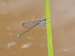 Aciagrion fragile male